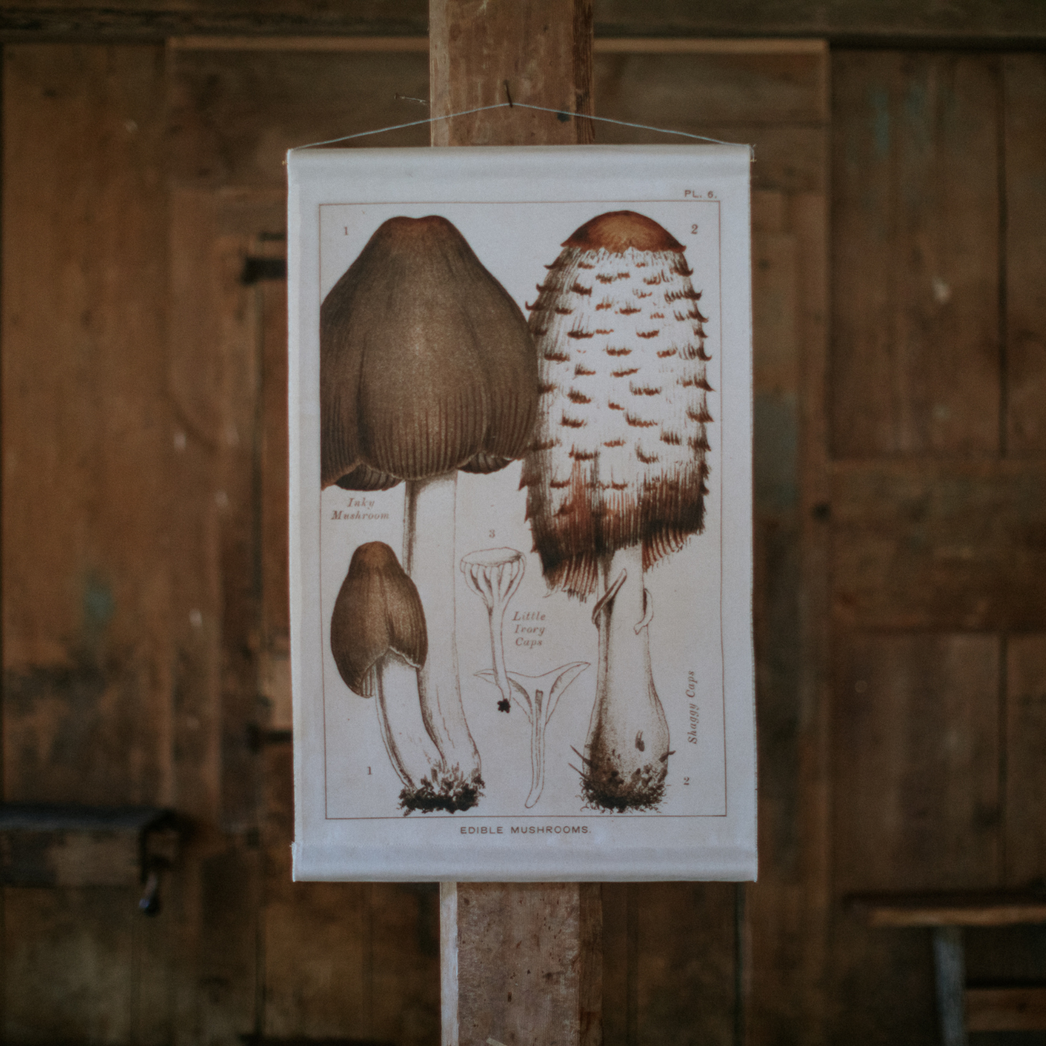 Shaggy Cap Mushroom - Canvas Wall Hanging